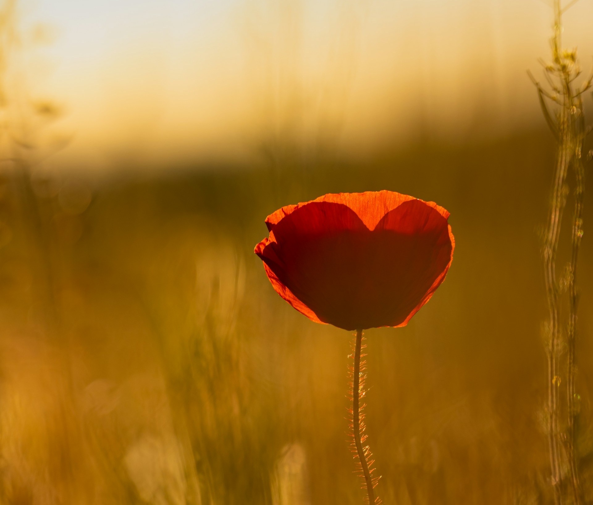 heart flower heart flower