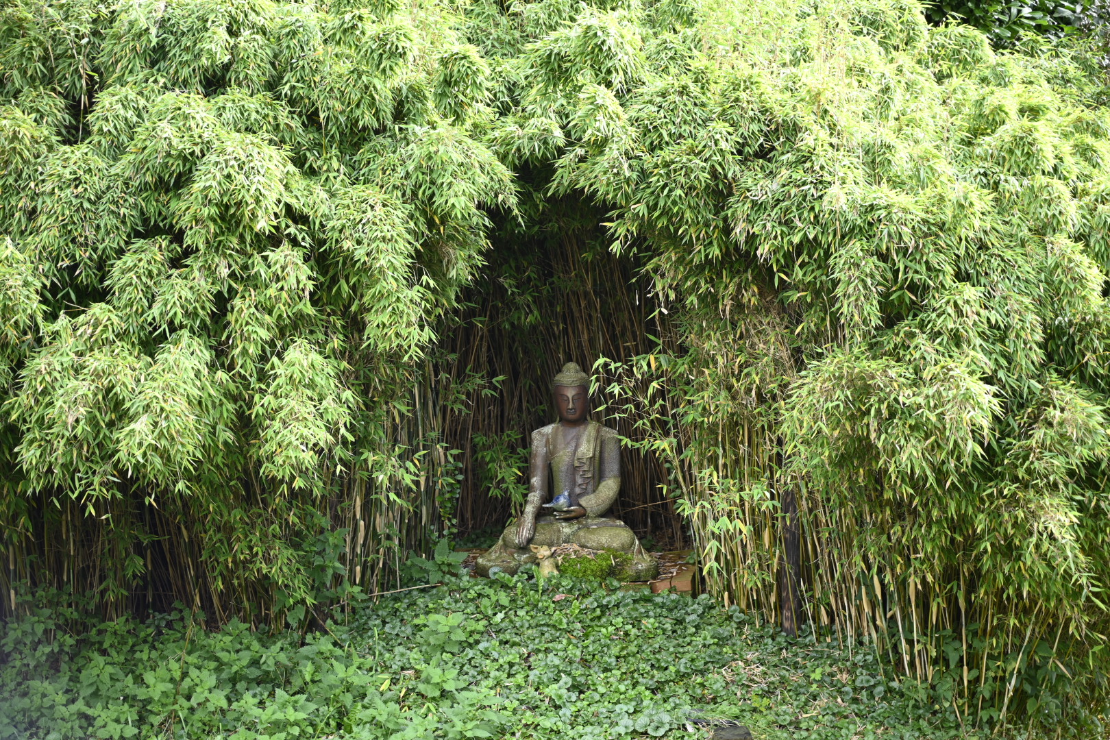 Maanhoeve boeddha
